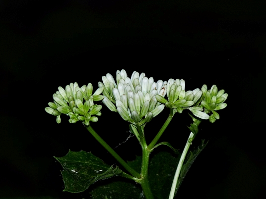 {Arnoglossum reniforme}